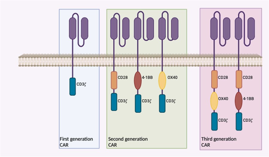 Fig.1 Diagram illustrating the structural evolution of Chimeric Antigen Receptors (CARs) across three generations, showing the increasing complexity of intracellular signaling domains. (OA Literature) 