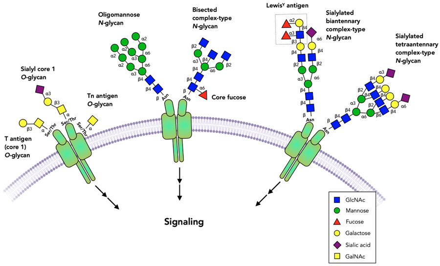 Fig.1 Diagram showing various glycan structures (O-glycans and N-glycans) attached to proteins on a cell membrane and their involvement in cell signaling, with a legend identifying carbohydrate components like GlcNAc, mannose, fucose, galactose, sialic acid, and GalNAc. (OA Literature) 