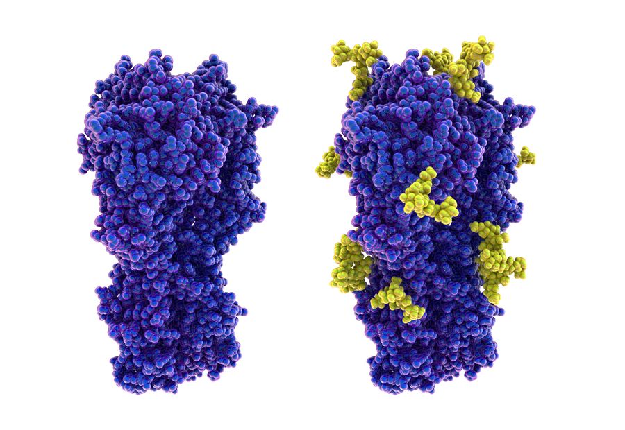 The schematic of carbohydrate antigens. (Creative Biolabs Authorized)