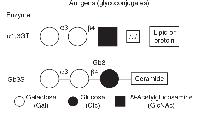  Schematic depiction of Galα1-3Gal carbohydrate xenoantigens.