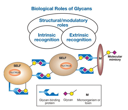 General classification of the biological roles of glycans (Varki, 2015-2017). 