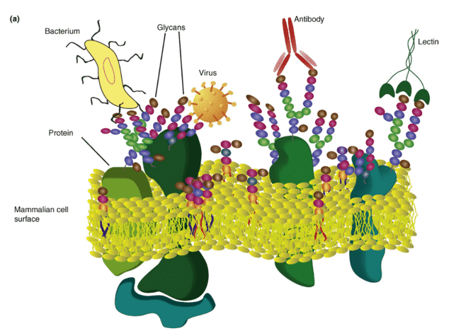 Interaction of carbohydrate binding proteins and macromolecules with cell surface glycans presented on glycoproteins and glycolipids. 