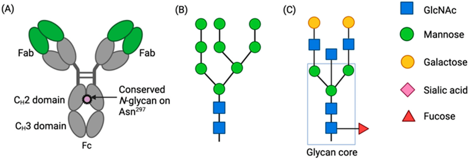 Fig.1 N-glycan simplified diagram. (Nador, Ellena, et al., 2024)