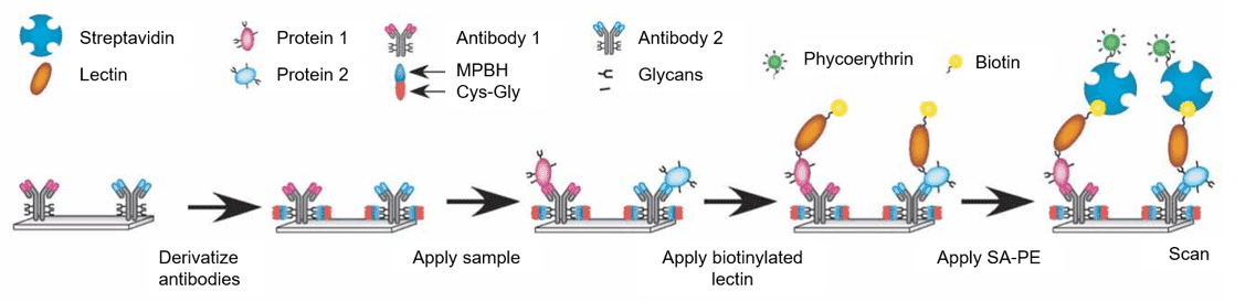 Detection of glycans on antibody arrays.