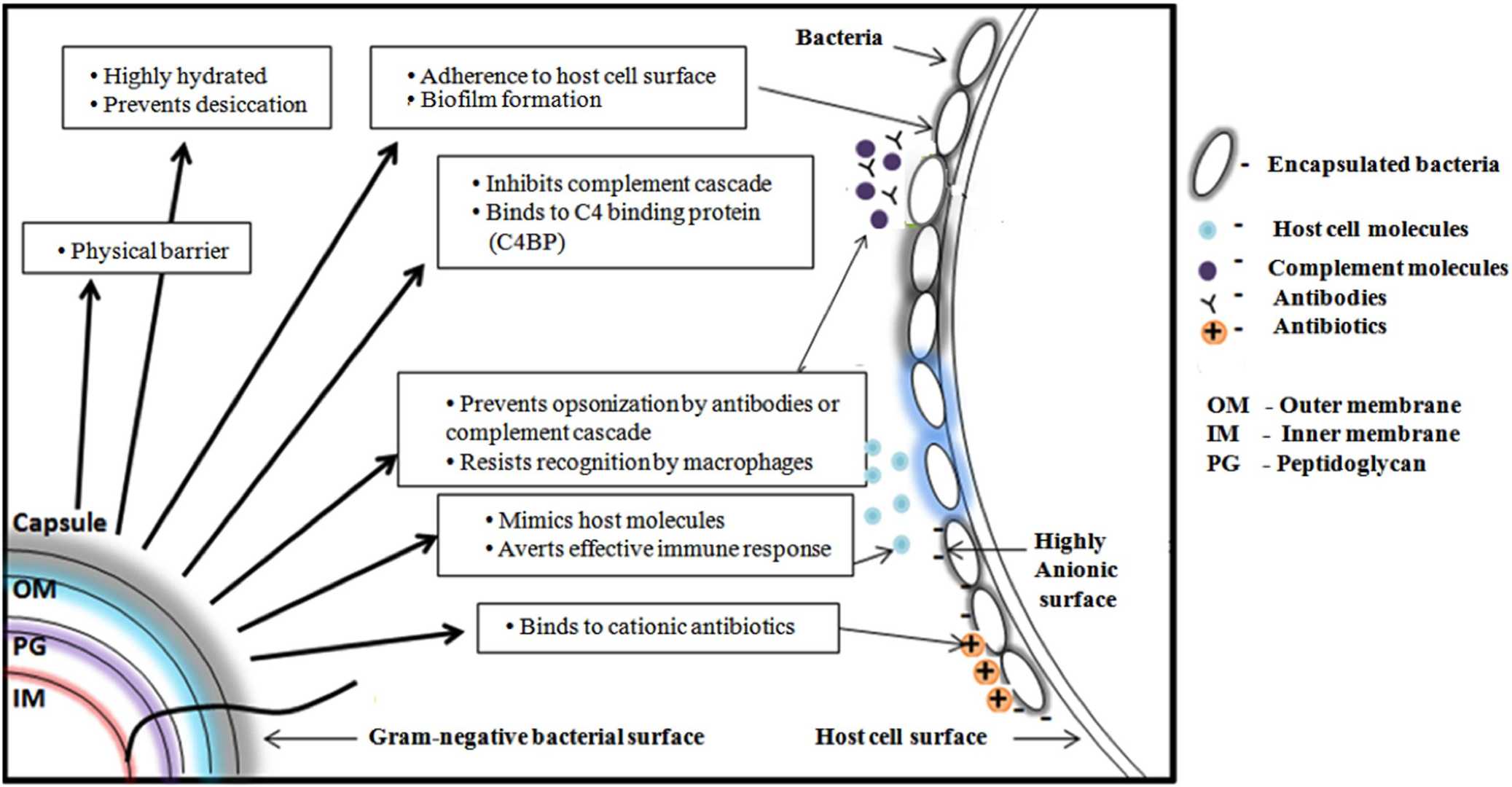 Schematic representation of various functions of bacterial CPS.