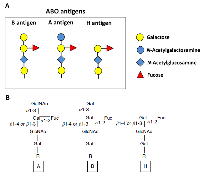 Blood group antigens. (A) Glycan structure of blood group antigens. (Cabezas-Cruz, 2017); (B) Structures of human blood group A, B, and H.