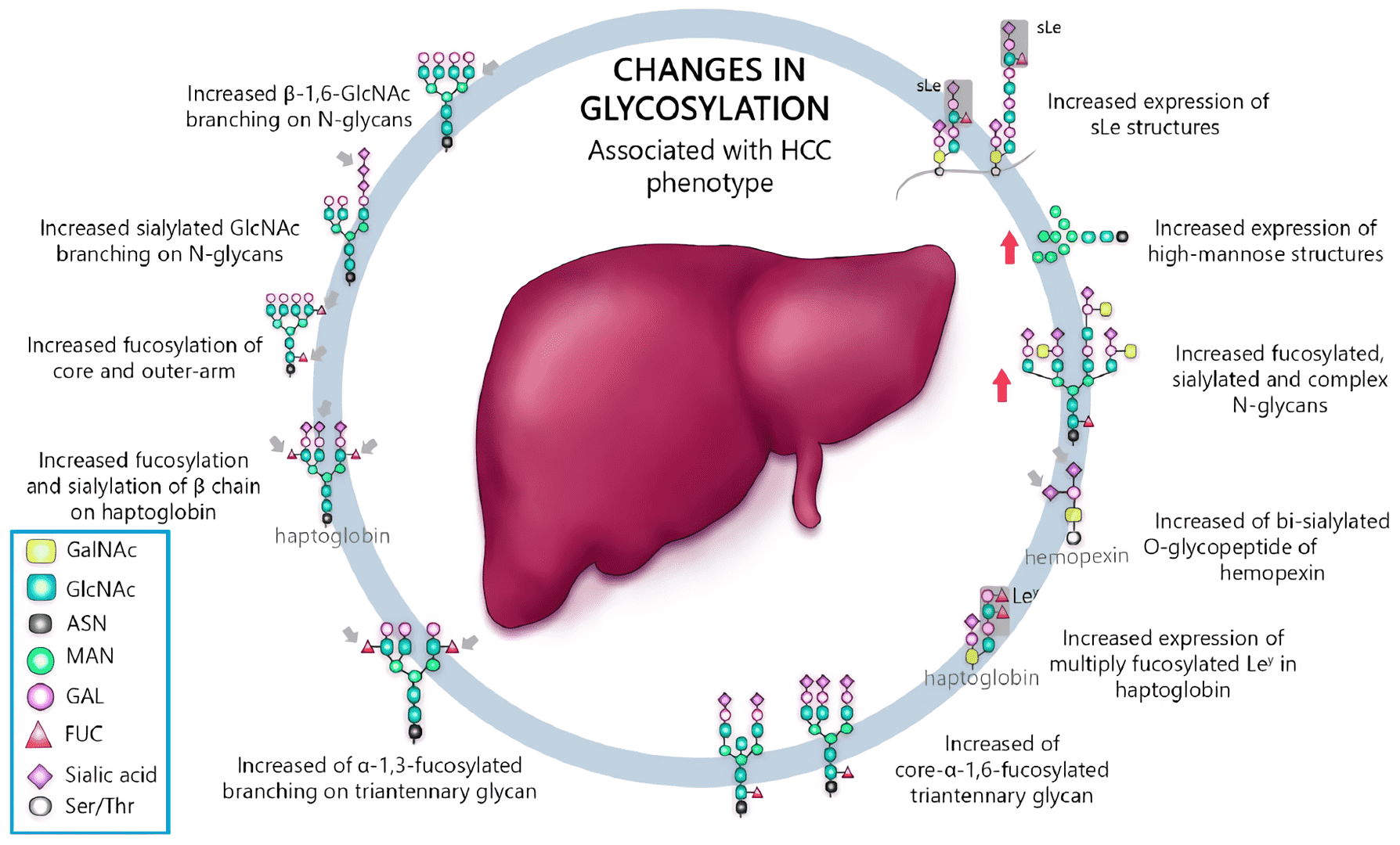 Schematic representation of the most important glycan alterations associated with hepatocellular carcinoma (HCC) phenotype.