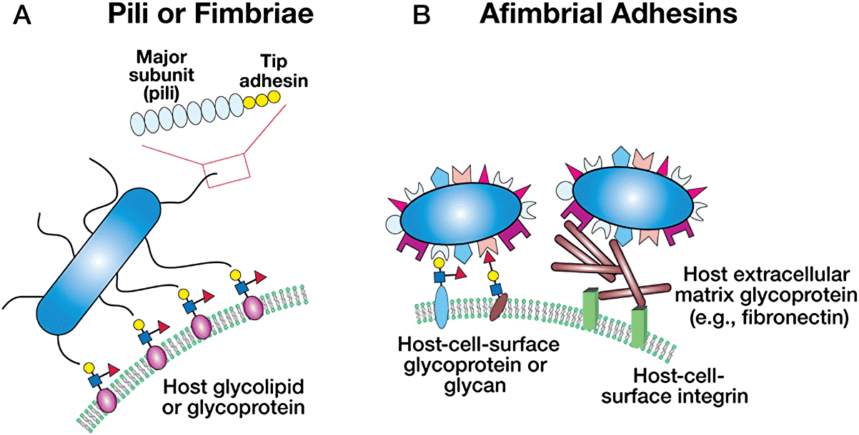 Examples of mechanisms of bacterial adherence to host-cell surfaces