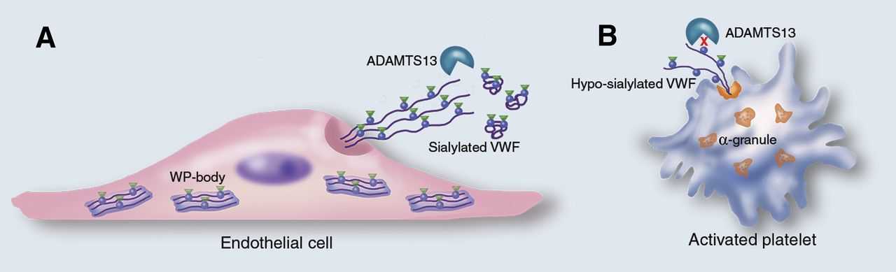 Cellular source of VWF determines its susceptibility for ADAMTS13-mediated proteolysis.