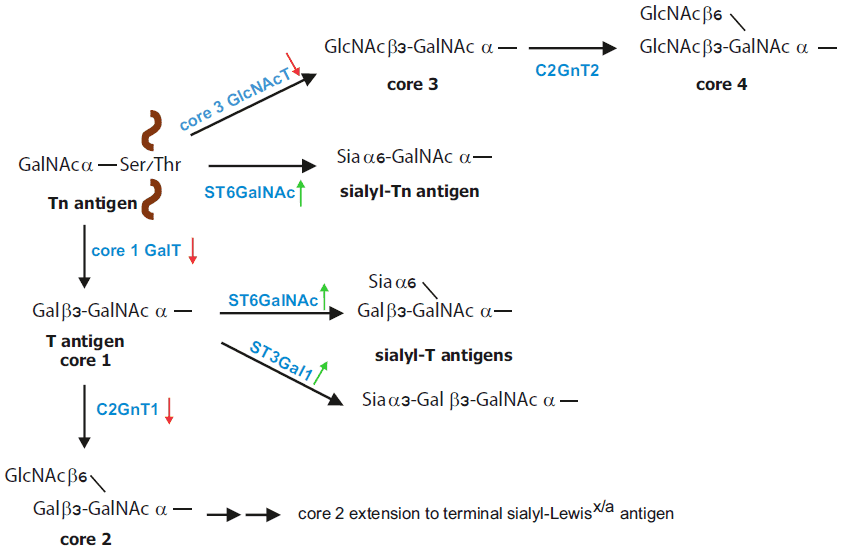  Biosynthesis of O-glycans.