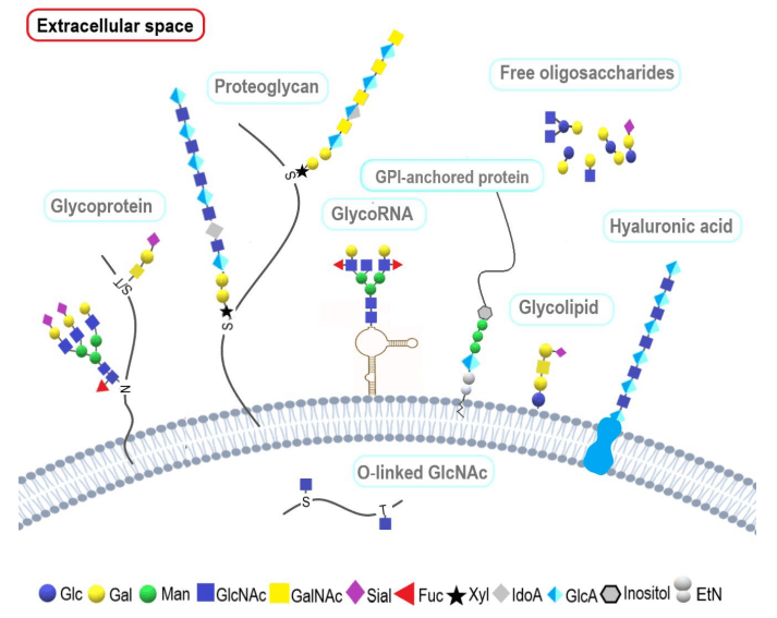 Fig.1 Schematic of classes of glycoconjugates. (OA Literature)