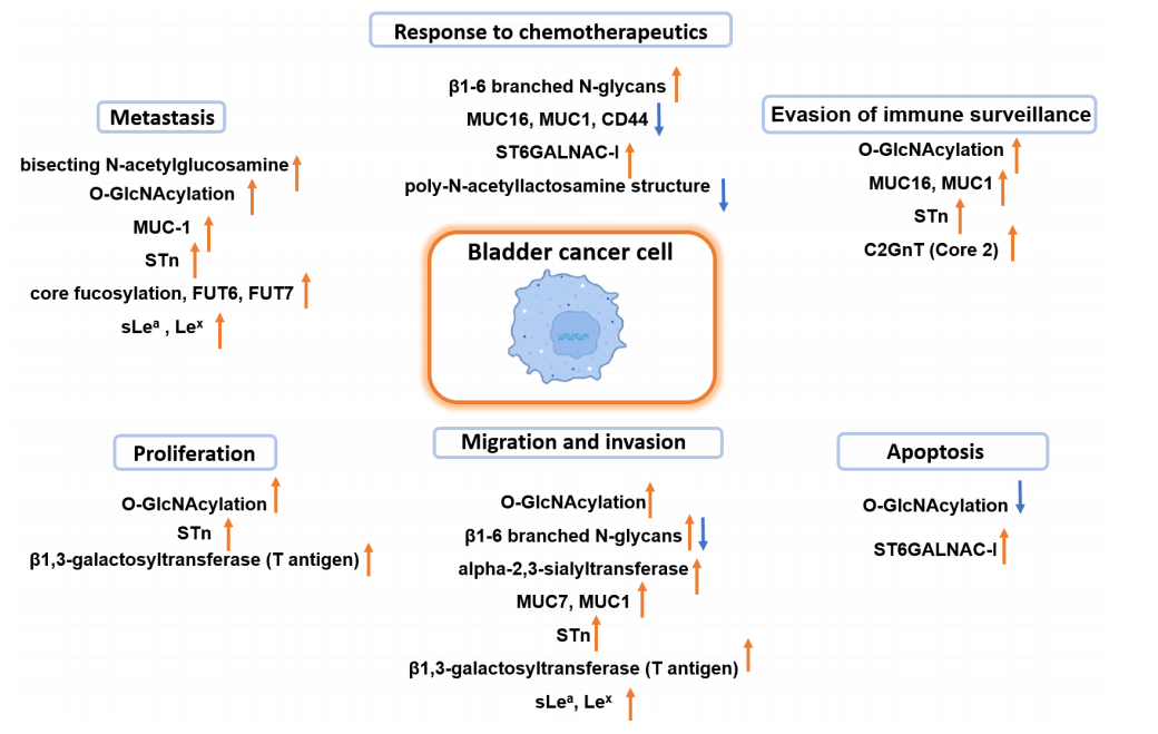Fig.2 Summarized role of altered glycosylation in bladder cancer progression. (OA Literature)
