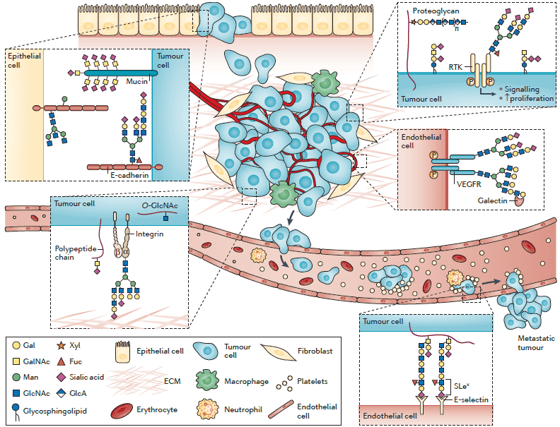 Role of glycans in cancer development and progression. 