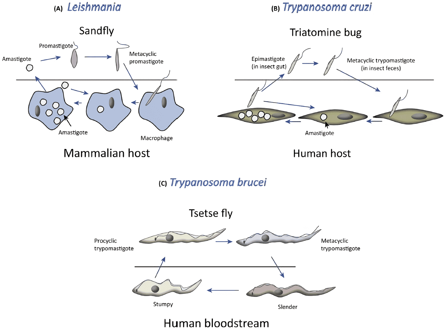 Life cycles of Leishmania spp., Trypanosoma cruzi, and Trypanosoma brucei.