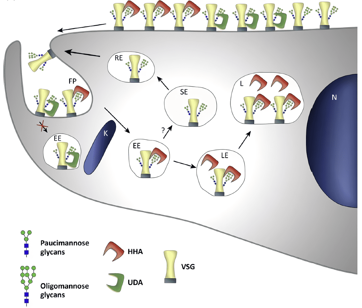 Endocytosis and secretion within the lysosomal/endosomal recycling system in Trypanosoma brucei. 