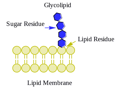 Fig 1. Glycolipid (Wiki)