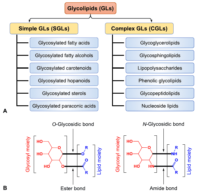 Classification of glycolipids and main types of linkages between their glycosyl and lipid residues. 