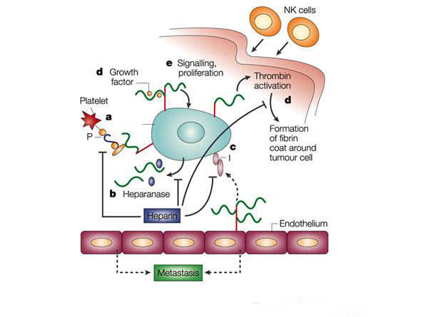 Role of heparan-sulphate glycosaminoglycans in tumor metastasis.