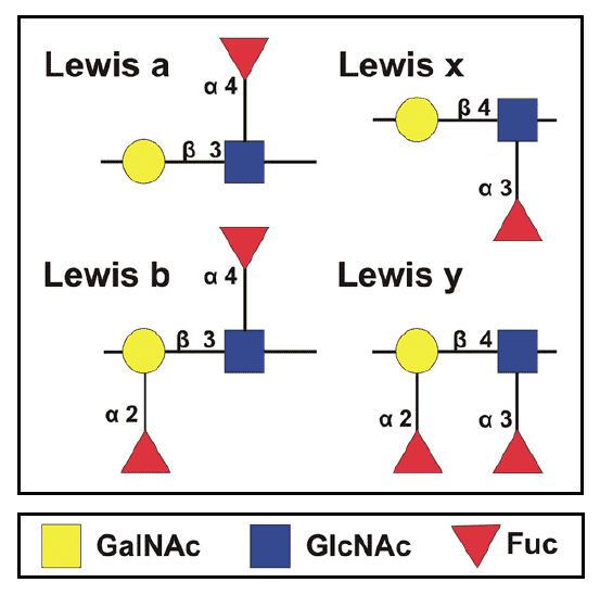Different Lewis antigens.