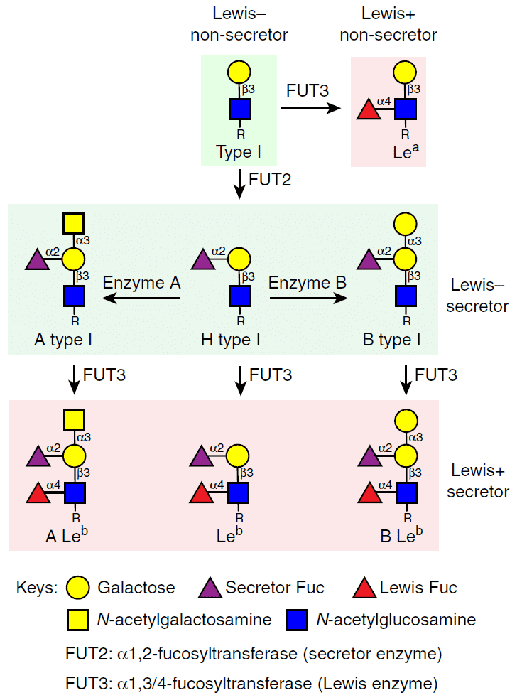 Schematic diagram of type I histo-blood group antigen synthesis in secretor and non-secretor individuals.