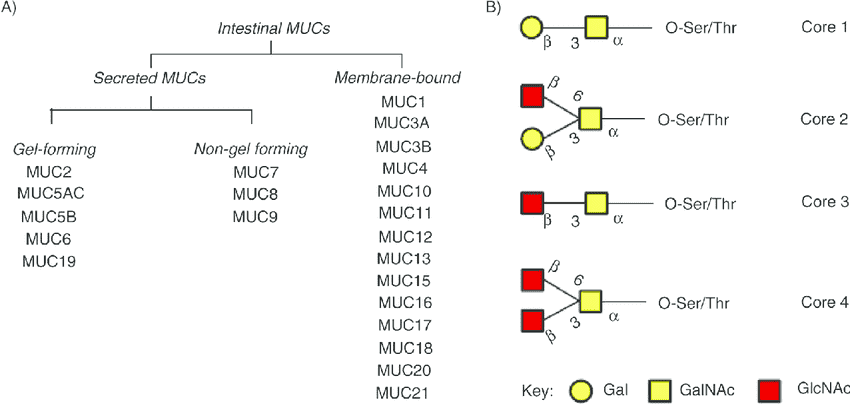  Classification of human mucins and the four common mucin-type O-glycans (core-1-4).
