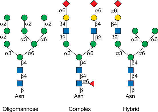 Types of N-linked glycans.