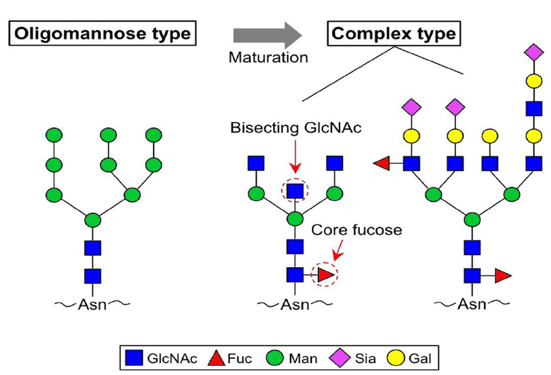 Typical N-glycan structures are shown.