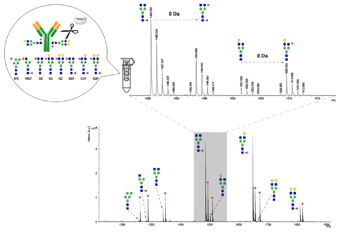 Quantitative MALDI-TOF MS spectra of IgG1 glycan profile in the presence of stable isotope labeled internal N-glycan standards (marked with an asterisk).