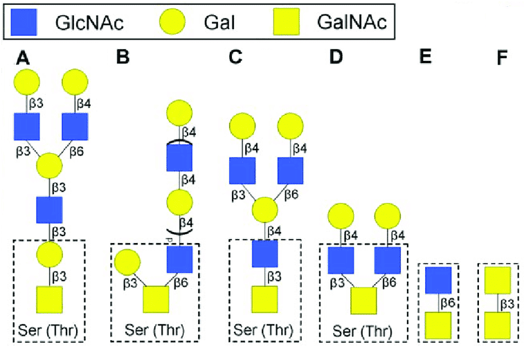 Types of O-linked glycans.