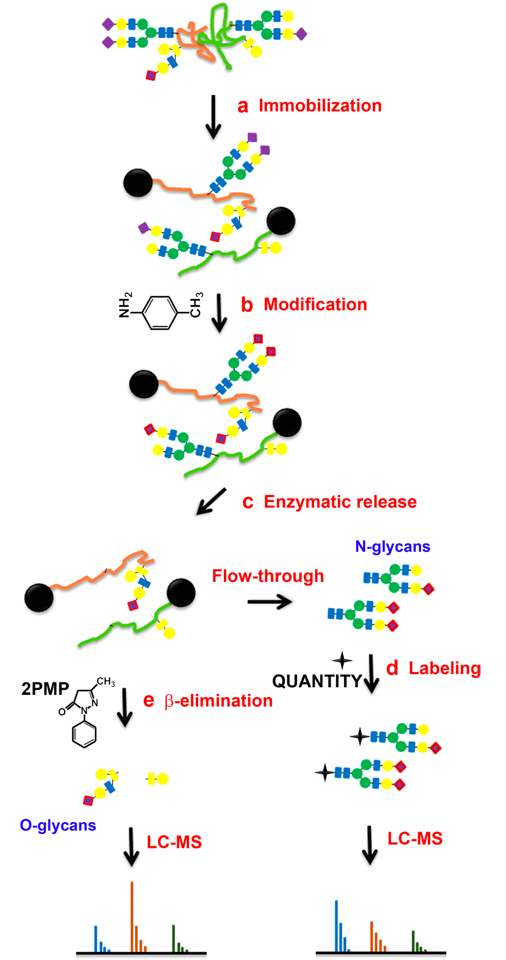 Schematic diagram of sequential releases and analyses of N-linked and O-linked glycans via the chemoenzymatic method.