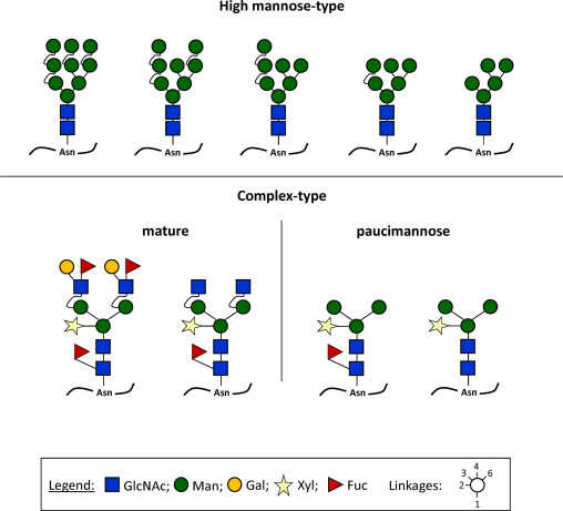 Classification of plant N-glycans.