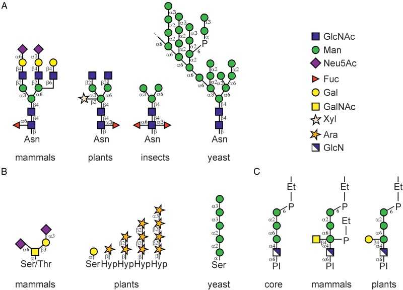 Comparison of different types of protein-linked glycans.