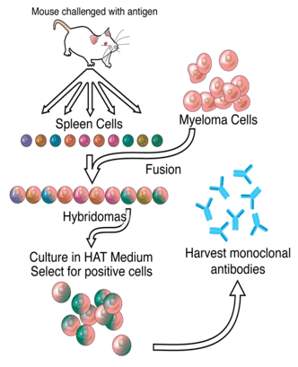 A general representation of the hybridoma method used to produce monoclonal antibodies. (Wiki)