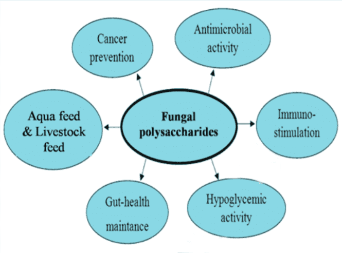 Potential uses of bioactive fungal polysaccharides.