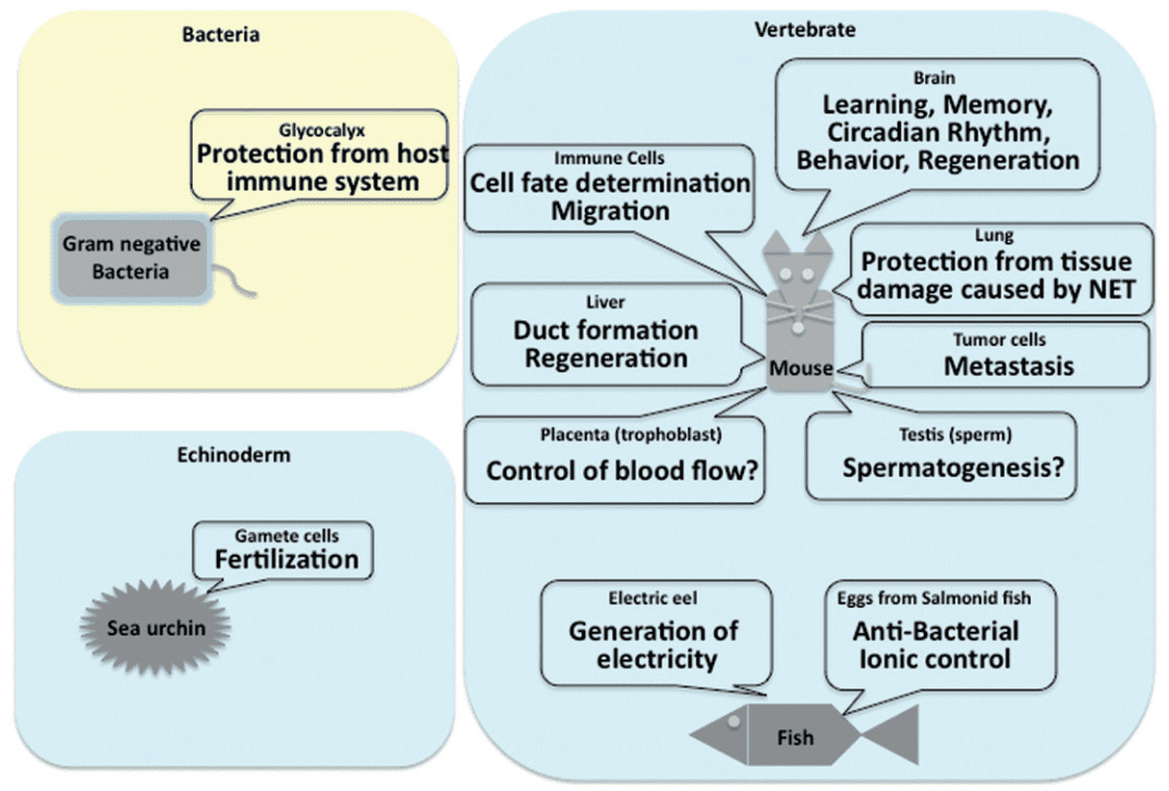  Overview of PSA functions.