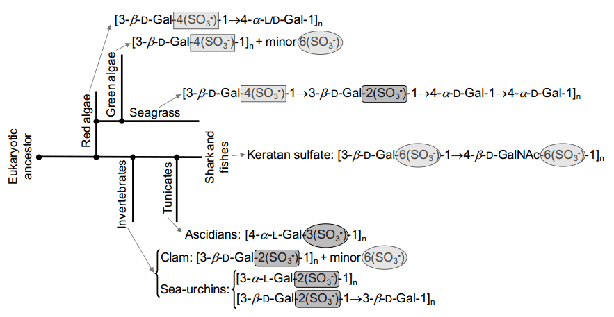 Phylogenetic tree showing the proposed relationship among structurally well-defined sulfated galactans.