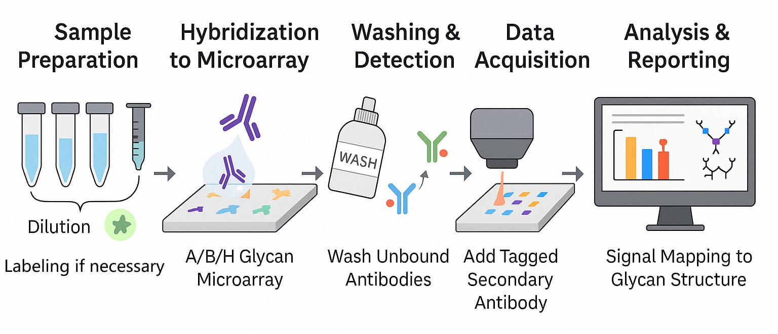 Fig.2 ABH-Glycan workflow showing sample prep, microarray hybridization, detection, and analysis steps. (Creative Biolabs Original)