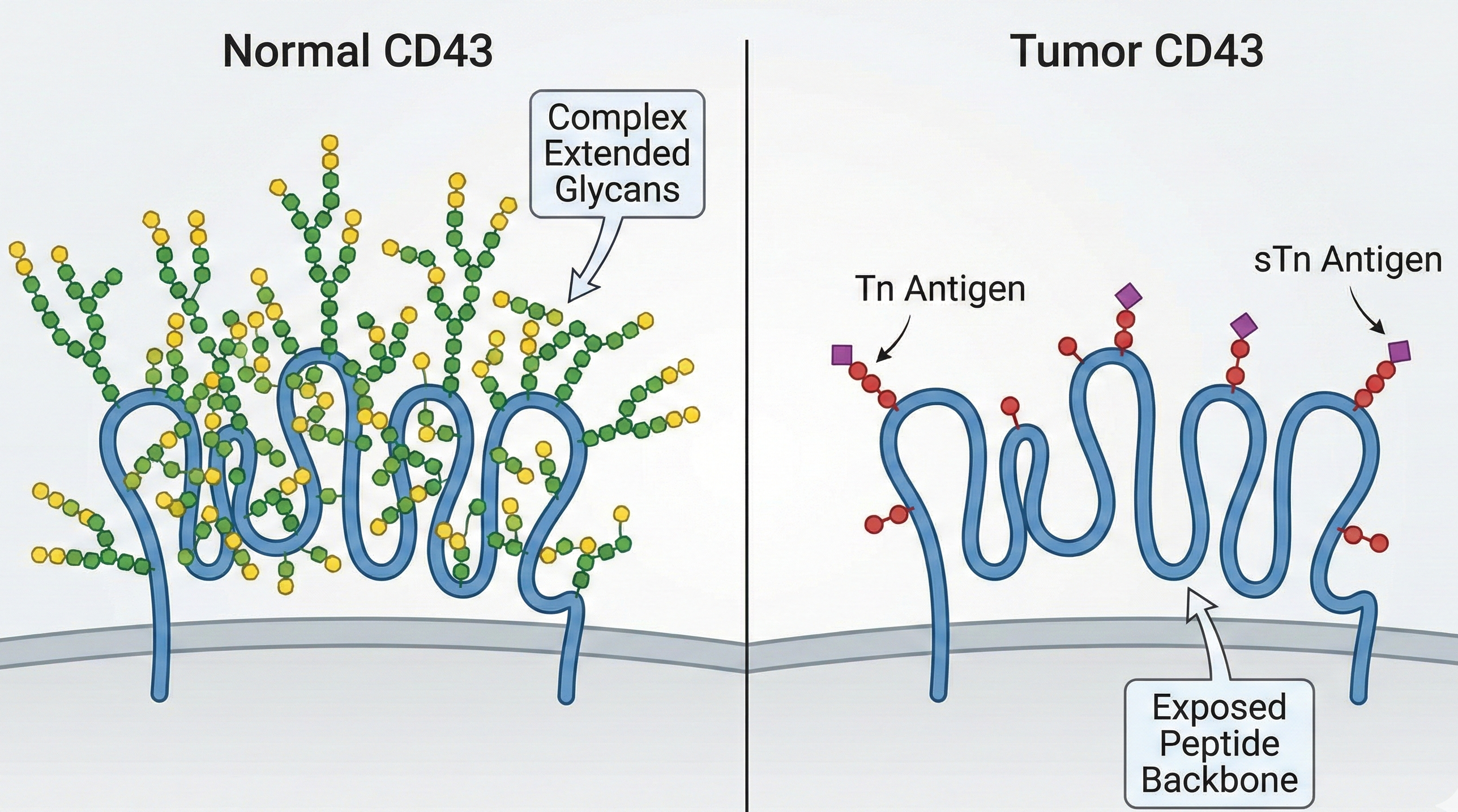 Fig.1 Schematic representation of CD43 glycosylation changes in cancer. (Creative Biolabs Original)