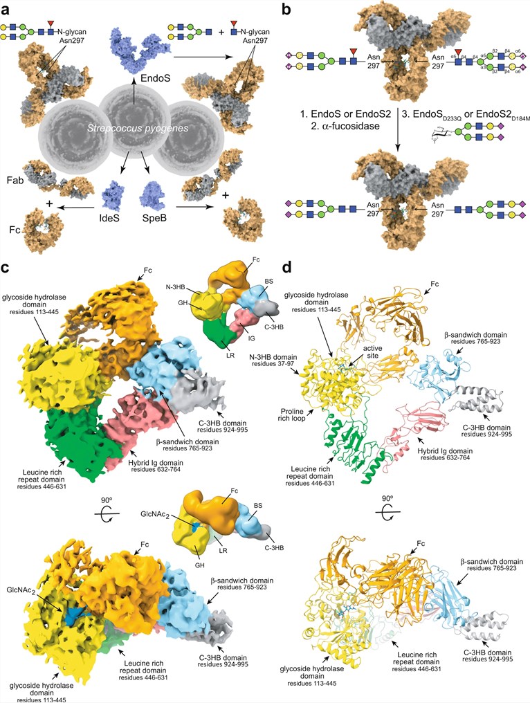 Fig.1 Cryo-EM structure of EndoS enzyme bound to human IgG1 Fc region showing protein-protein interaction interface. (OA Literature)