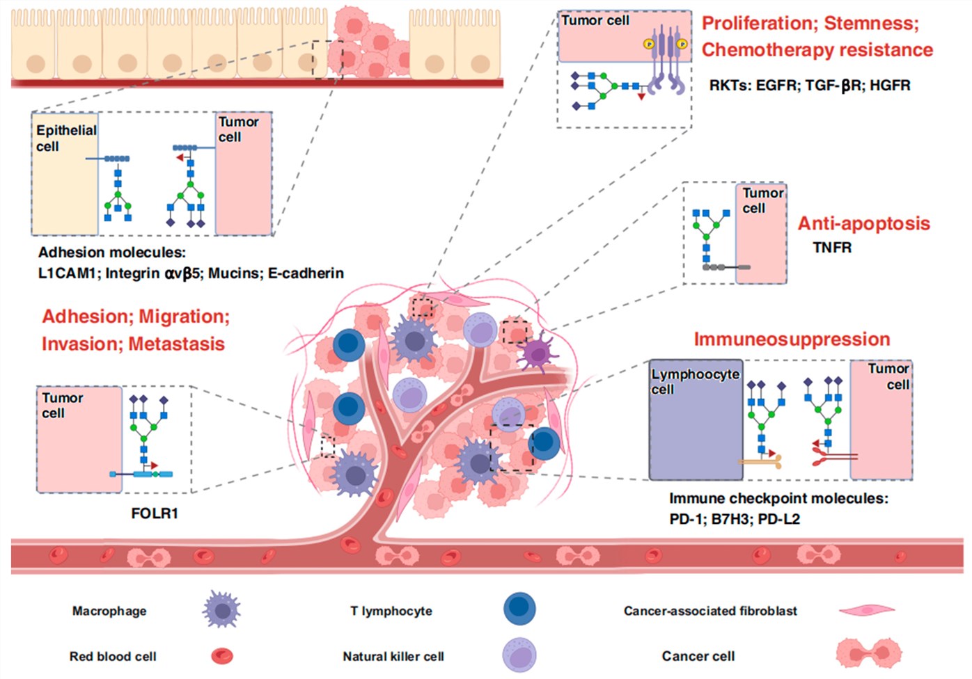 Fig.1 Diagram of FUT8 substrates including EGFR and PD-1 and their downstream biological effects on tumor progression. (OA Literature)