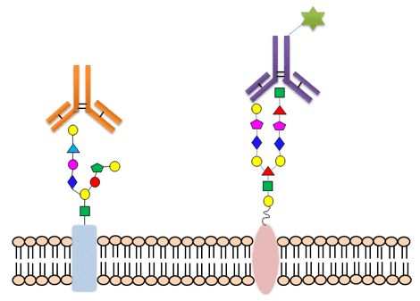 Antibodies bind to carbohydrate domains of cell membrane proteins.