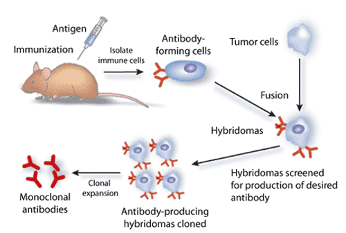 Production of monoclonal antibody.