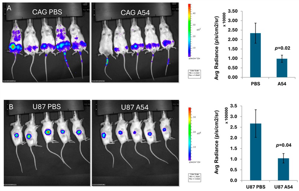 Fig.1 IVIS bioluminescent imaging showing reduced tumor burden in myeloma and glioma mouse models treated with anti-heparanase neutralizing antibody A54 compared to control. (OA Literature)