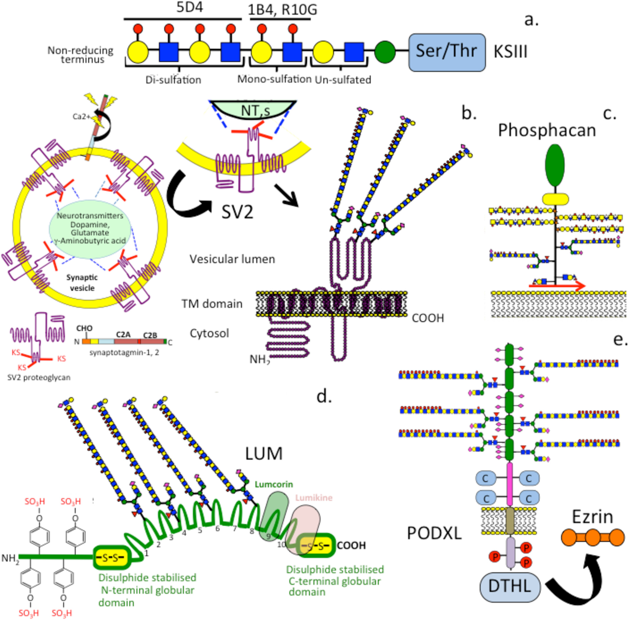 Fig.1 Organization of brain keratan sulfate (KS) chains and antibody recognition sites. (OA Literature)