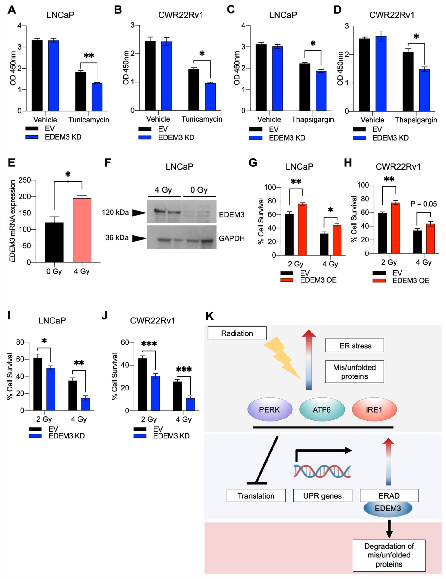 Fig.1 EDEM3 depletion in prostate cancer sensitises cells to ER stress and its upregulation promotes radio-resistance. Data demonstrates that EDEM3 knockdown significantly decreases cell viability under ER stress conditions (induced by tunicamycin or thapsigargin) and radiation exposure. Conversely, EDEM3 overexpression enhances cell survival and confers radio-resistance, confirming its role as a key pro-survival factor in therapy resistance. (OA Literature)