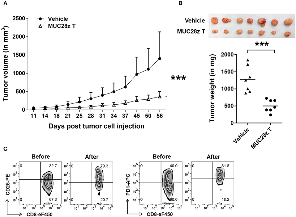 Fig.1 MUC28z CAR T Cells Reduce Tumor Growth in TNBC Xenograft Model (OA Literature)