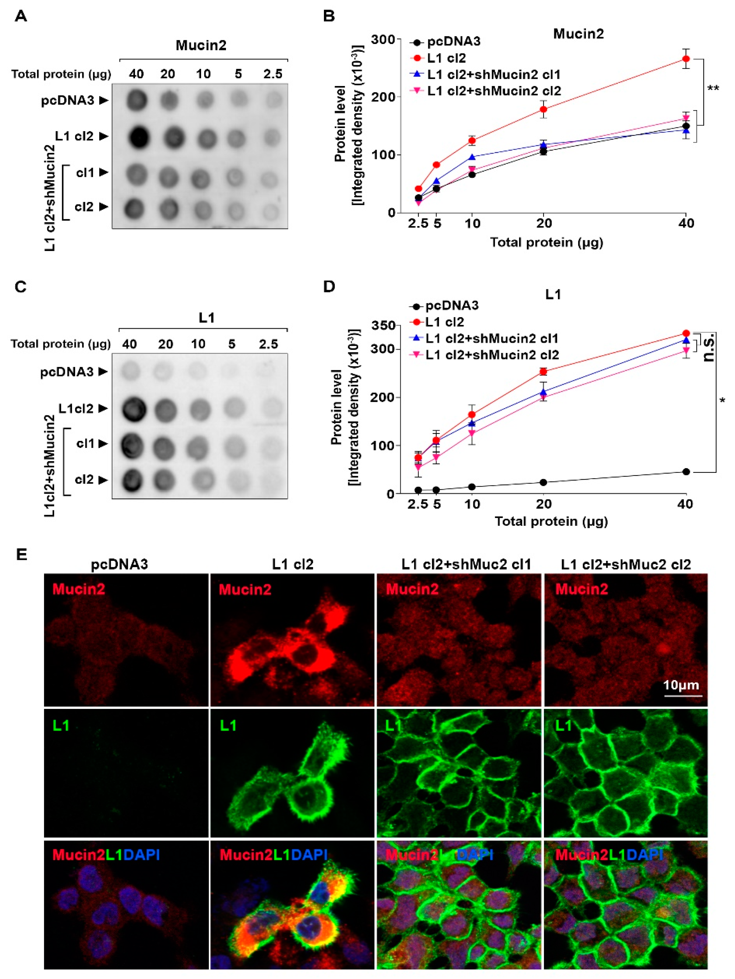 Fig.1 Immunohistochemical analysis of MUC2 expression in colon adenocarcinoma vs normal tissue. (OA Literature)