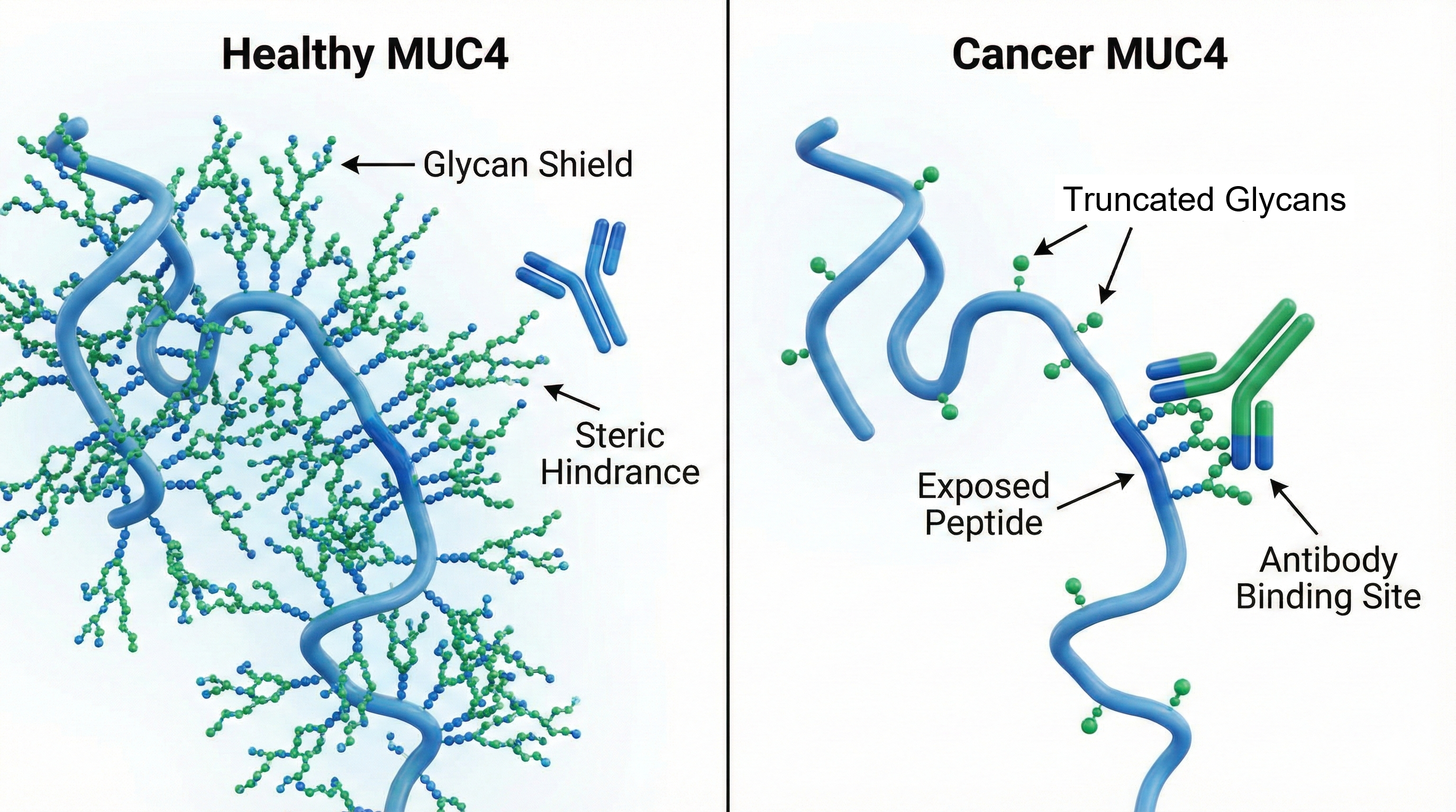 The Structural Properties of MUC4 and its glycan modifications. (Creative Biolabs Original)