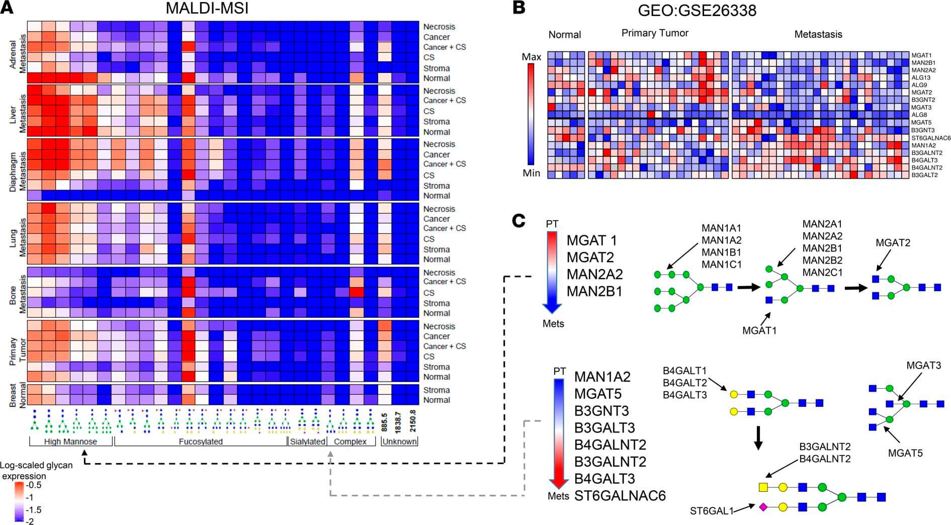 Fig.1 Heatmap and pathway analysis showing upregulated complex N-glycans and MGAT5/B3GNT3 enzymes in metastatic breast cancer. (OA Literature)