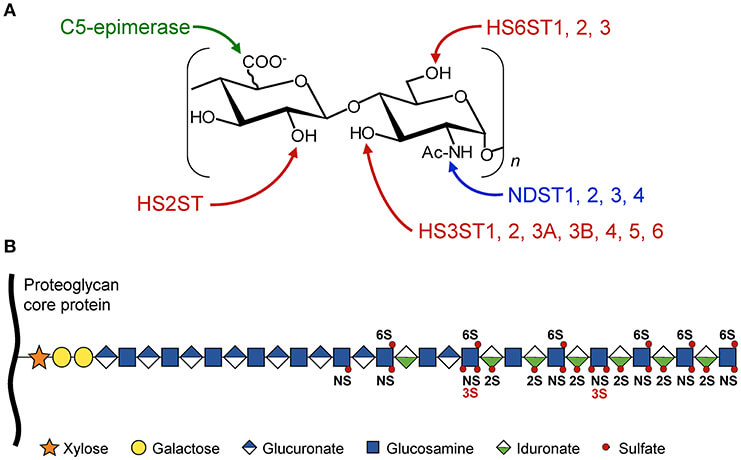 Fig.1 Schematic representation of HS modifications mediated by sulfotransferases including HS3STs. (OA Literature)